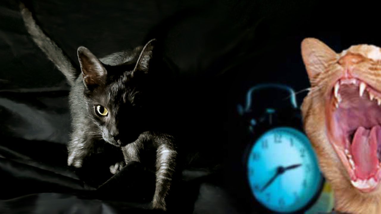 5 Erreurs A Eviter Si Votre Chat Vous Reveille La Nuit En Miaulant