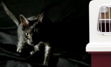 Tout Savoir Sur Les Bagarres Entre Chats