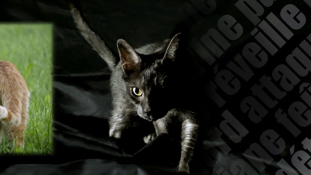 rencontre plus 20 chat