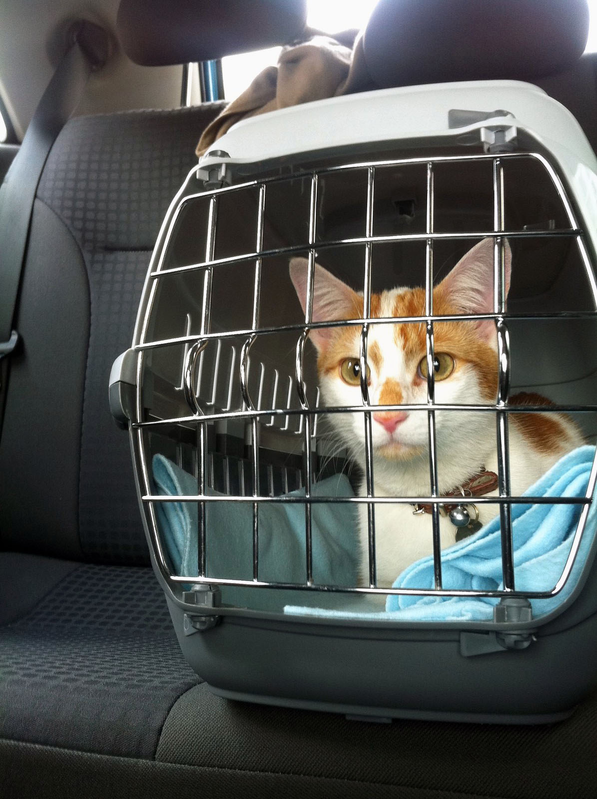 Conseils pratiques pour bien voyager avec son chat Éduchateur les spécialistes du